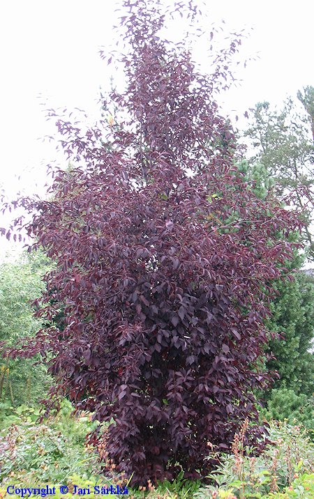 Prunus virginiana 'Canada Red' rusotuomi